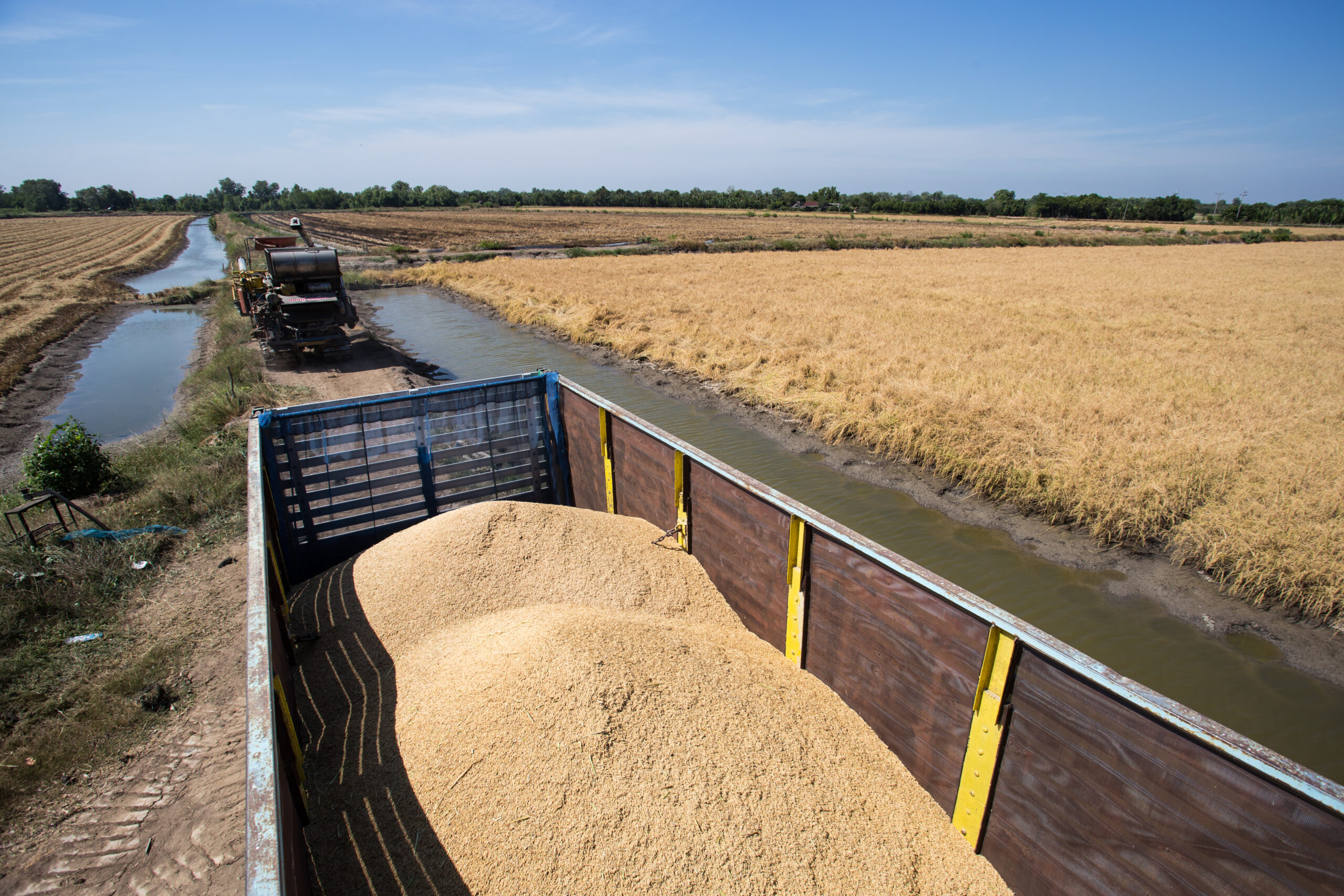 farmer harvesting rice in paddy field